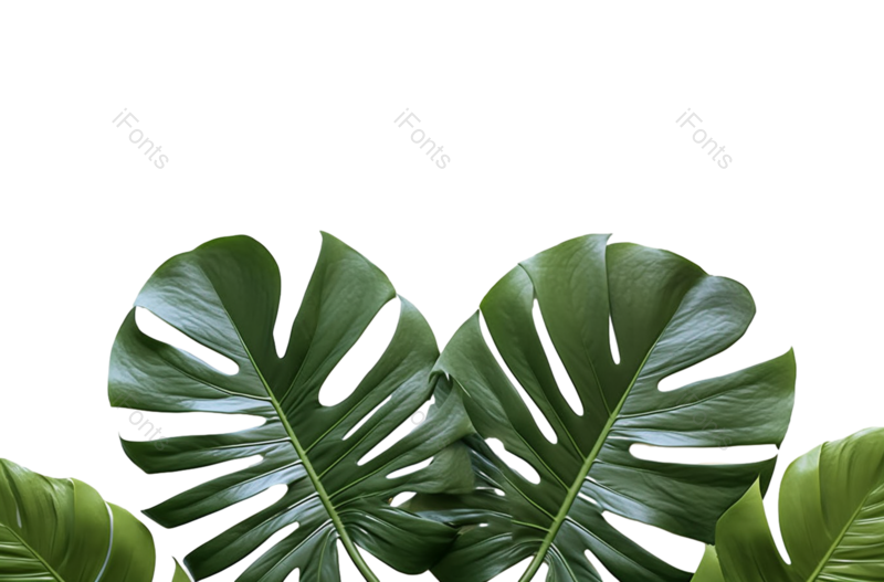 叶子图片,边框元素,装饰PNG,清新免抠素材